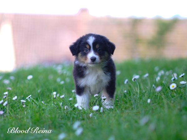 Élevage Berger Américain Miniature : pourquoi le suivi après adoption fait la différence