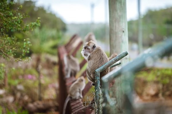 Quel est le rythme de sommeil idéal pour un tarsier captif et comment l'encourager?