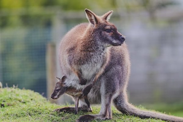 Quelle est la meilleure méthode d'approche pour apprivoiser un wallaby timide?