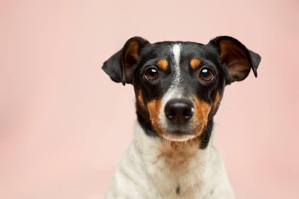 Quelle est la meilleure façon de socialiser un chien de race Basenji récemment adopté?