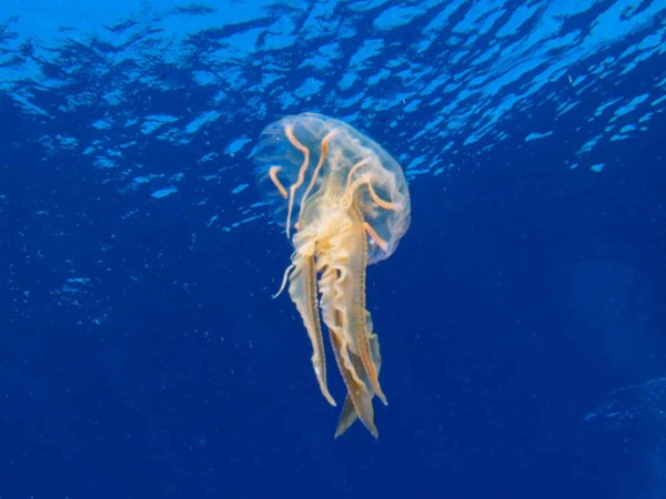 Comment améliorer la qualité du pelage d'un chien de race Bouledogue Français par l'alimentation?